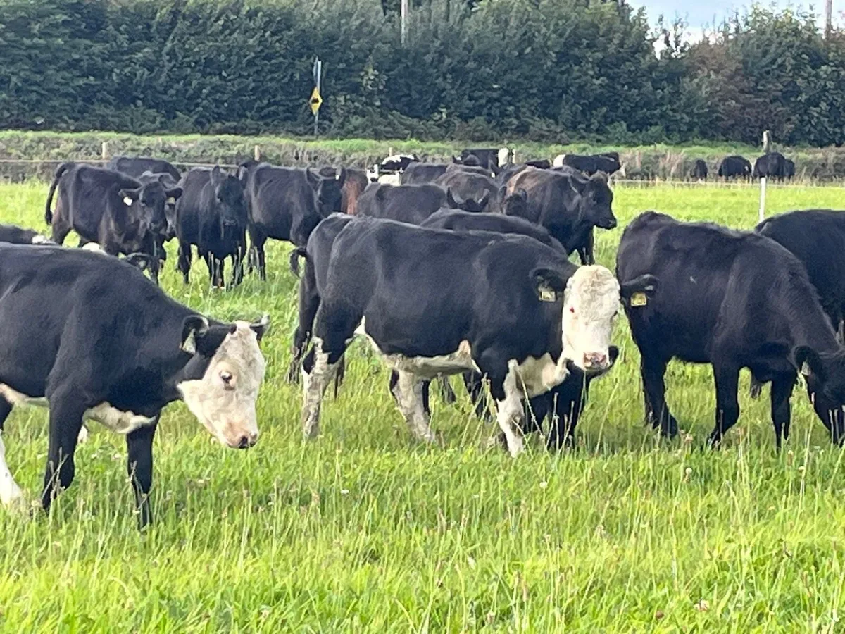 Weanling Heifers - Image 4