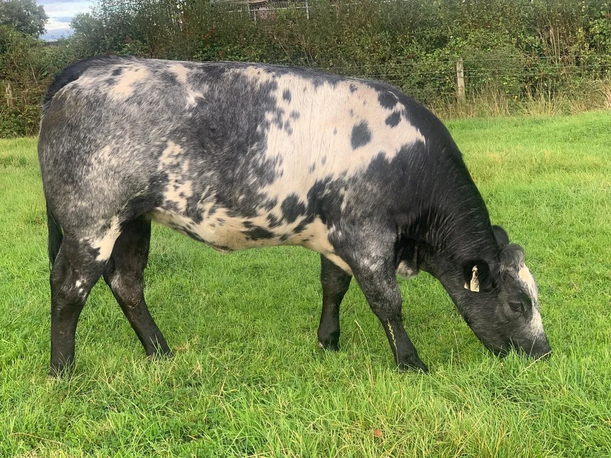 Breeding Heifer - Image 1