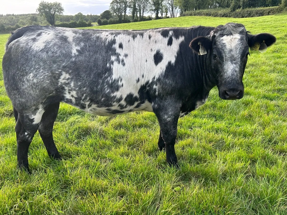 Breeding Heifer - Image 2