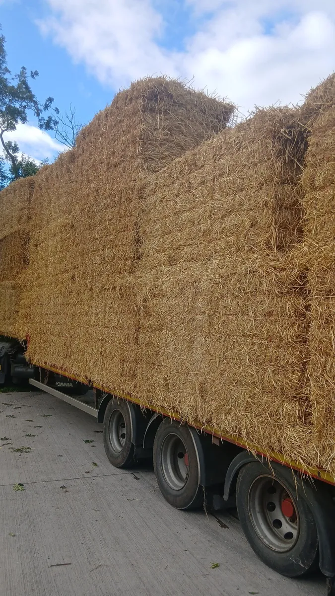 BARLEY 8X4X4 STRAW - Image 2