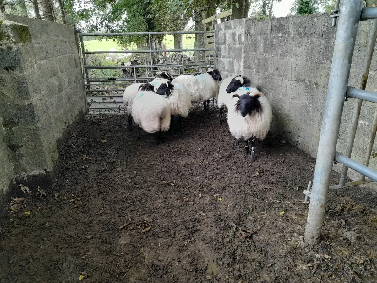 Mountain ewe lambs - Image 2