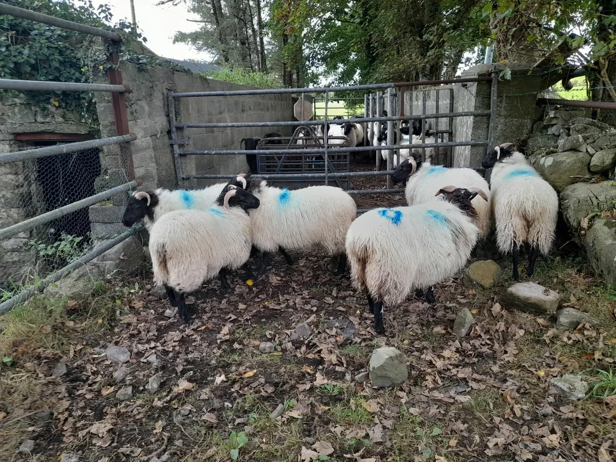 Mountain ewe lambs - Image 4