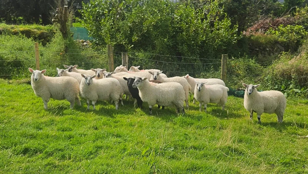 Ewe Lambs - Image 1