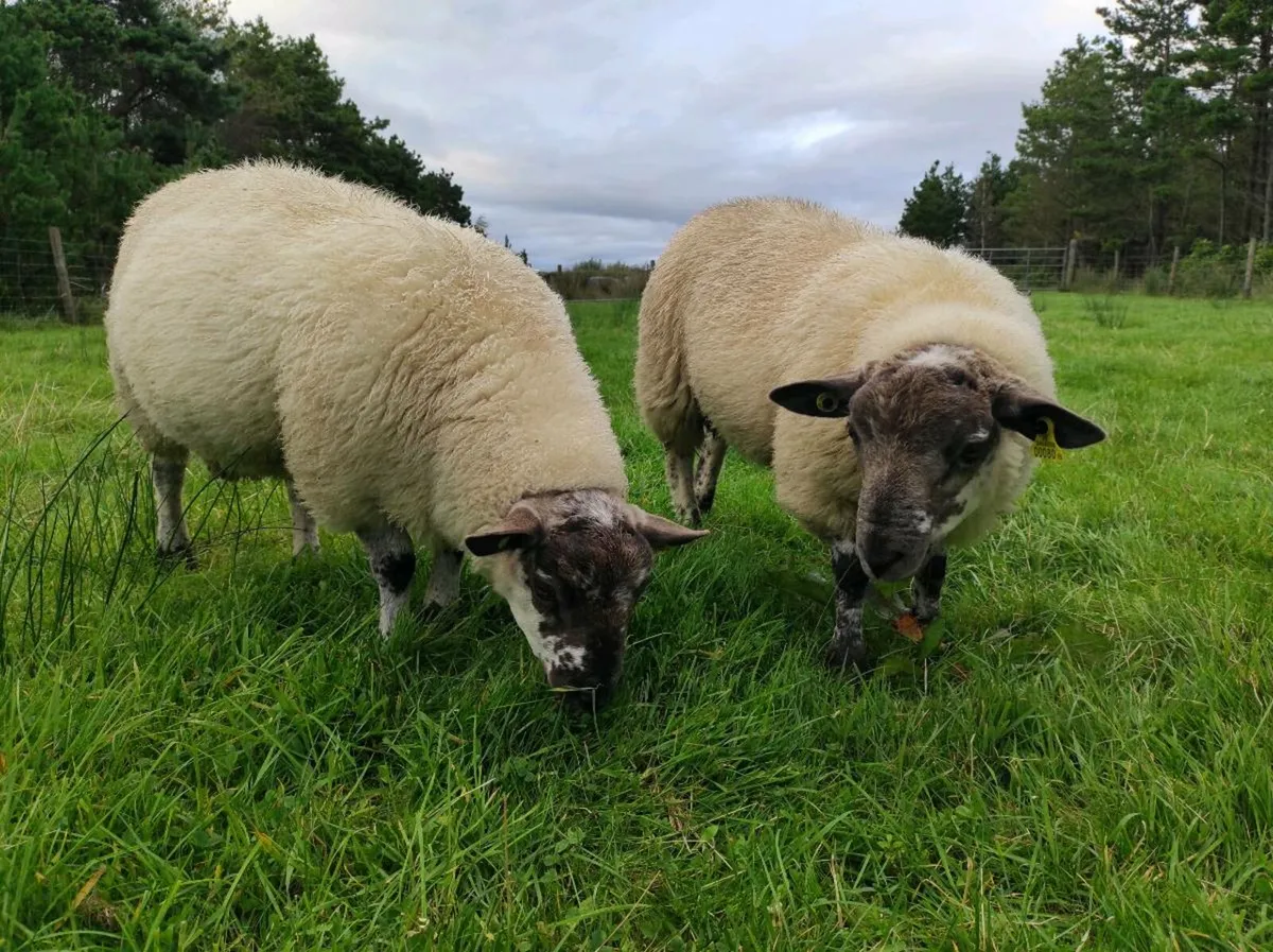 SuffTex Ram Lambs - Image 1