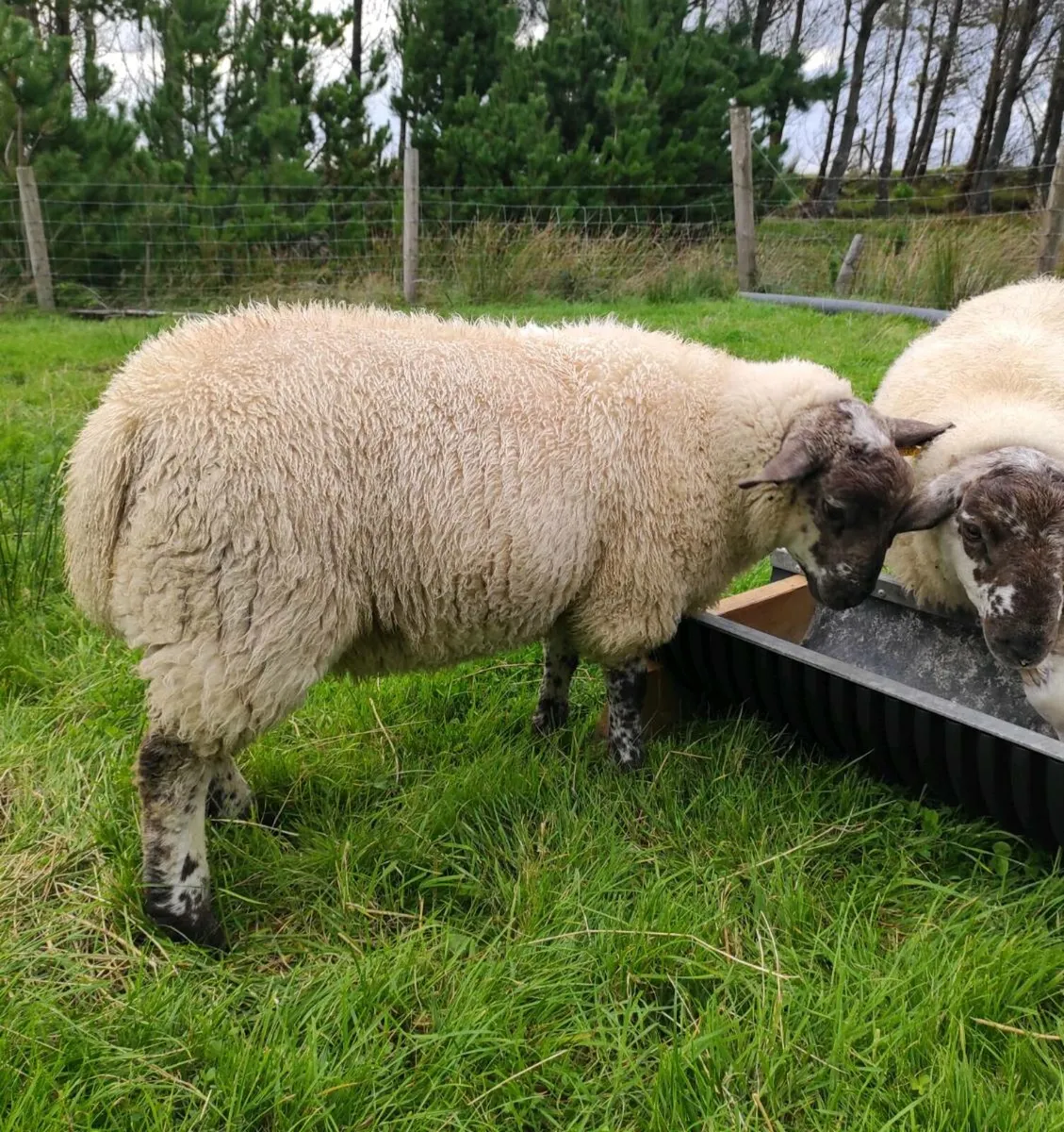 SuffTex Ram Lambs - Image 2