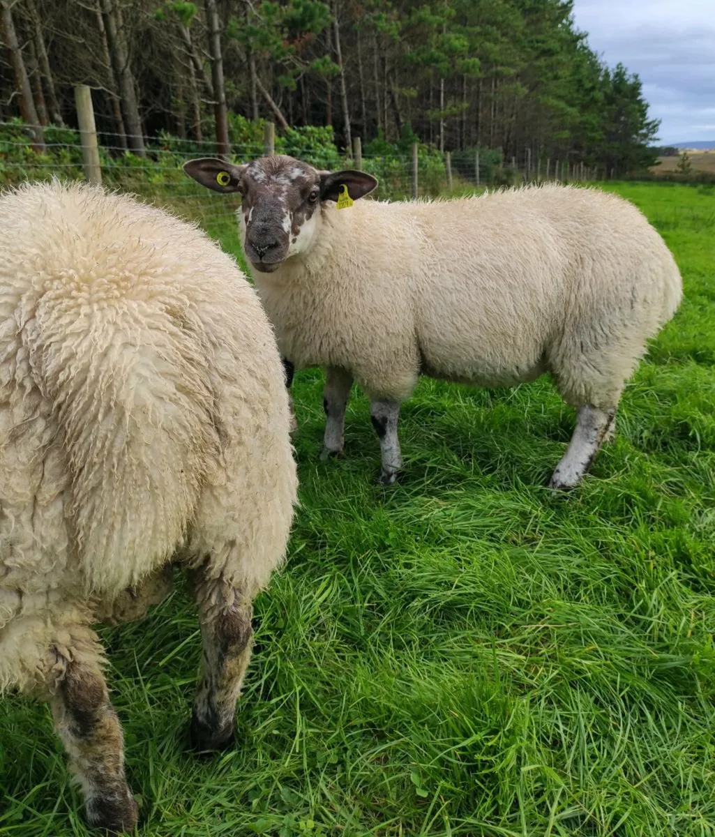 SuffTex Ram Lambs - Image 3