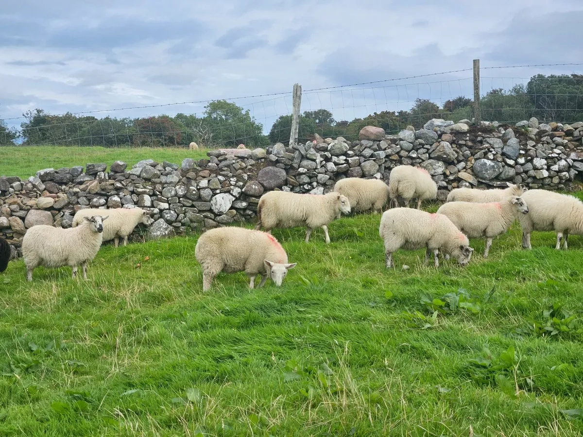 Ewe Lambs - Image 2