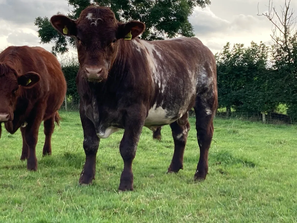 Shorthorn Bull - Image 1