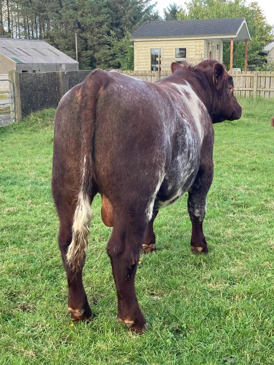 Shorthorn Bull - Image 2