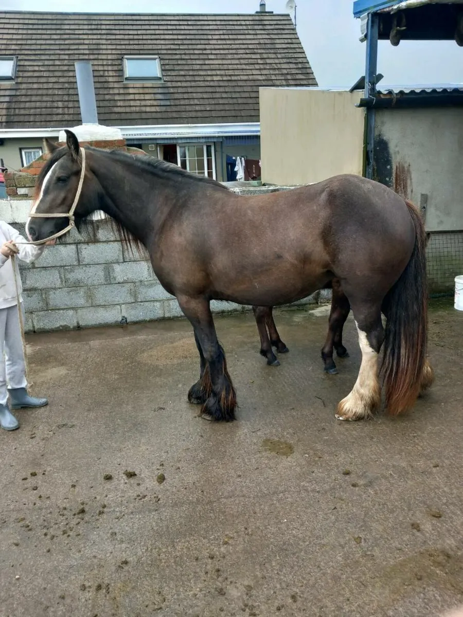 3yr old mare - Image 1