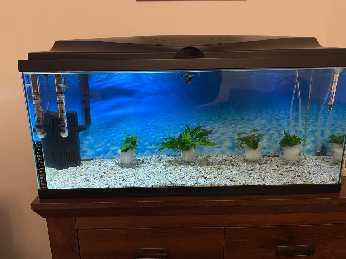 Aquarium - Image 4