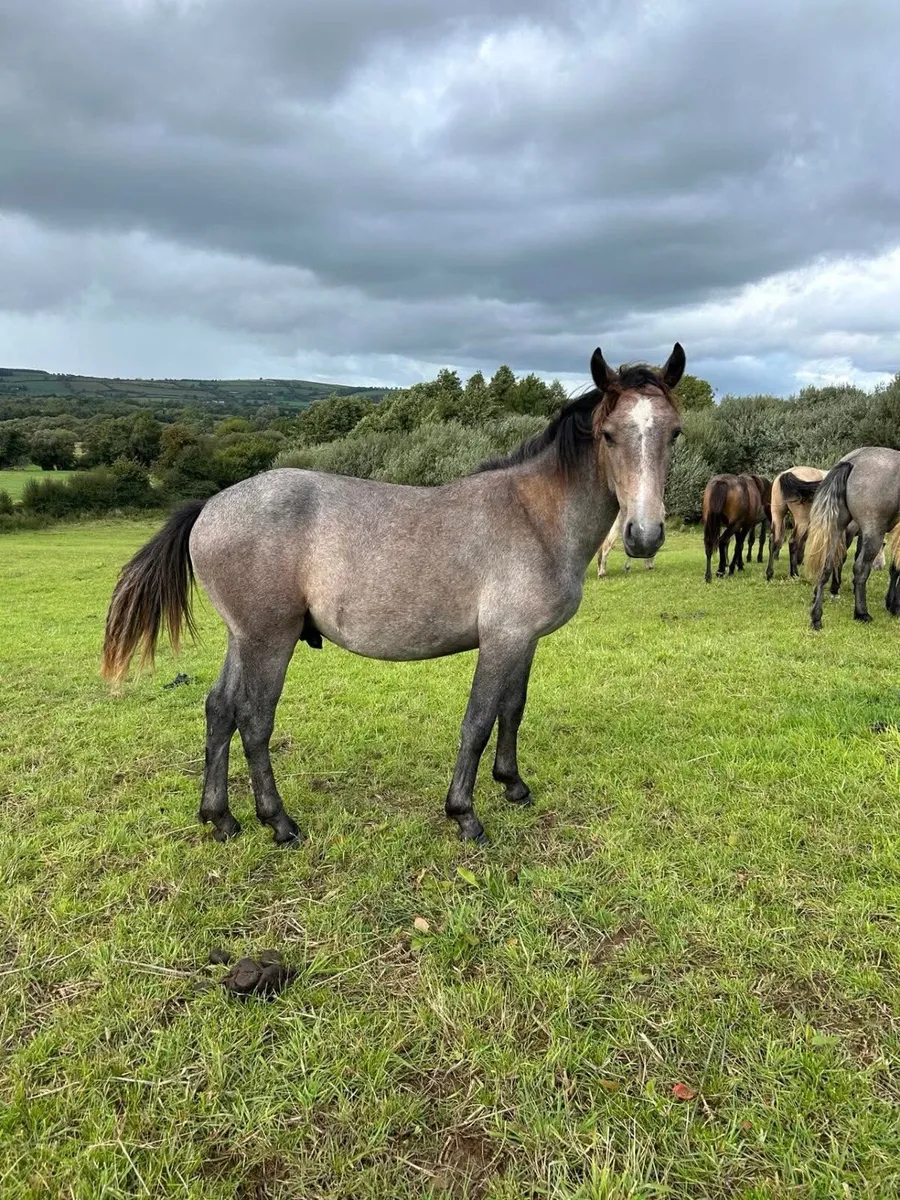 Connemarra colt - Image 1