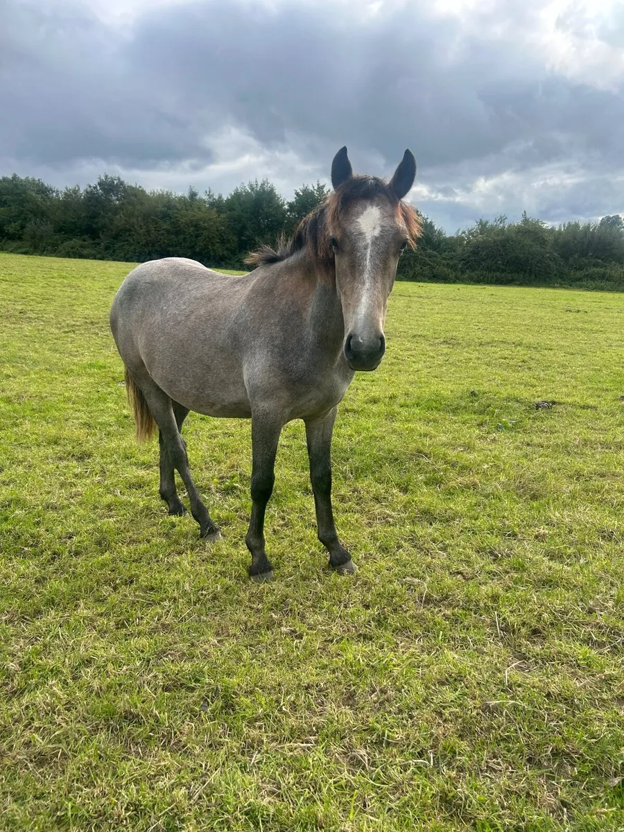 Connemarra colt - Image 3