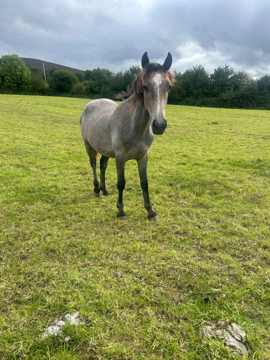 Connemarra colt - Image 4