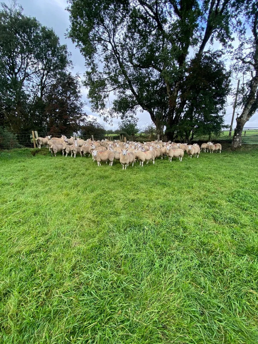 Texel X ewe lambs