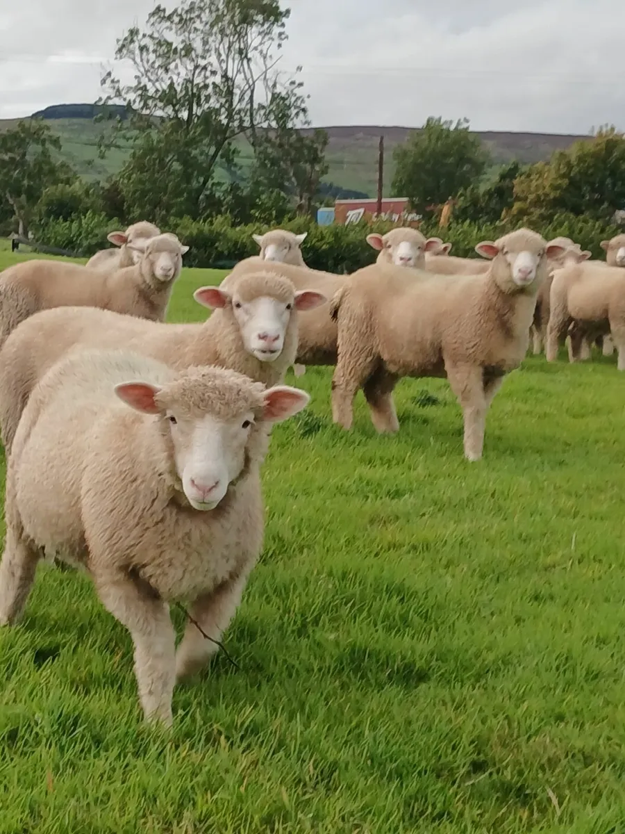 PBNR Dorset ewe lambs - Image 3