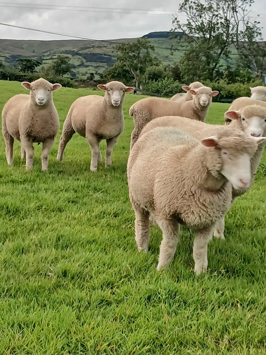PBNR Dorset ewe lambs - Image 4