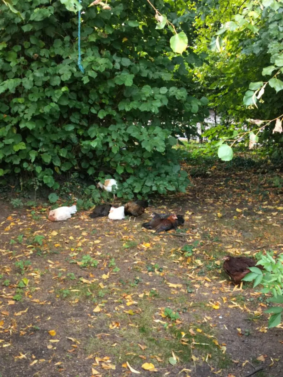 Hens - Image 3