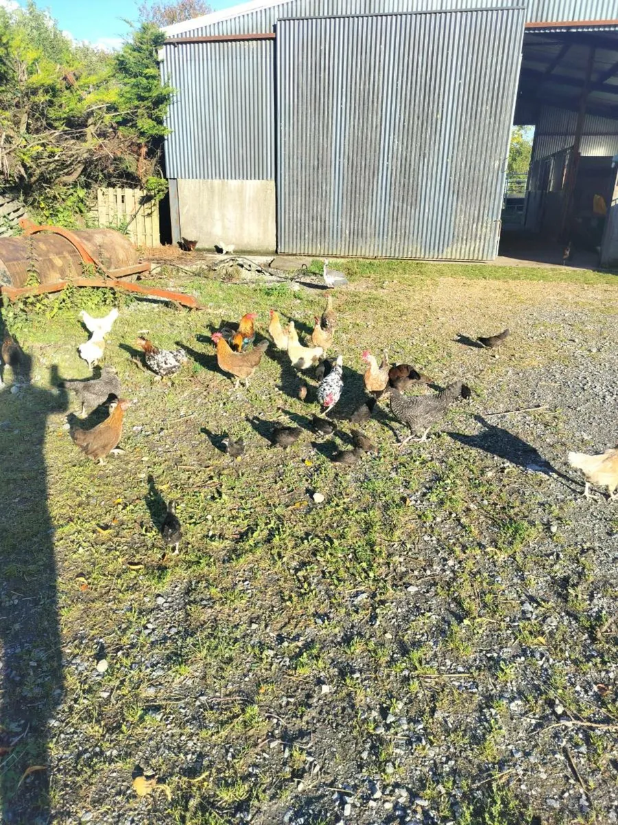 Hens - Image 4