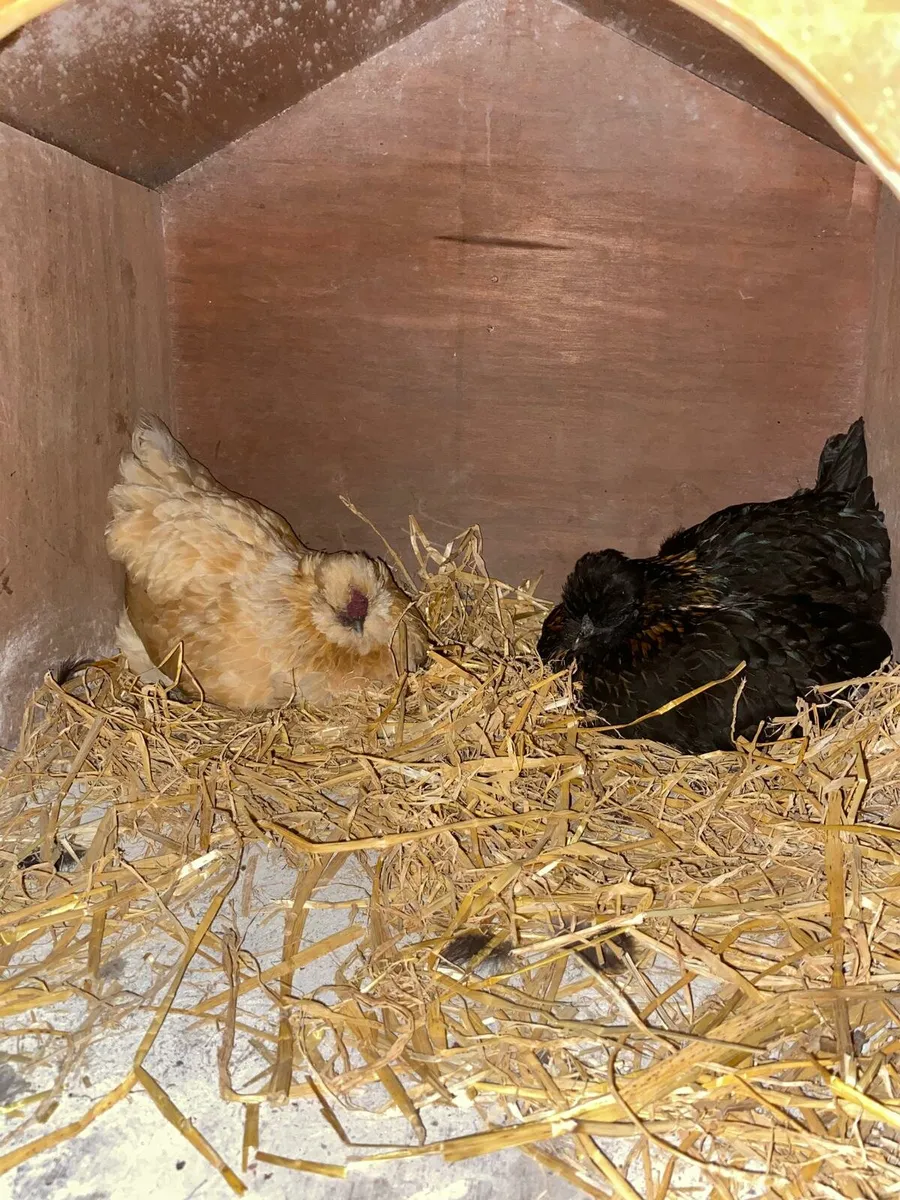 Hens - Image 1