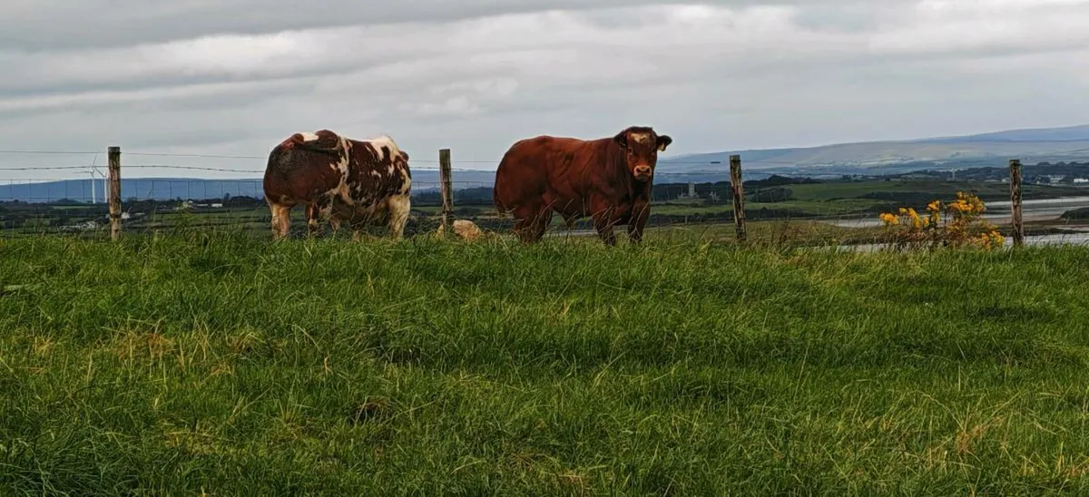 Bull Weanlings Balla Mart 9 September - Image 2