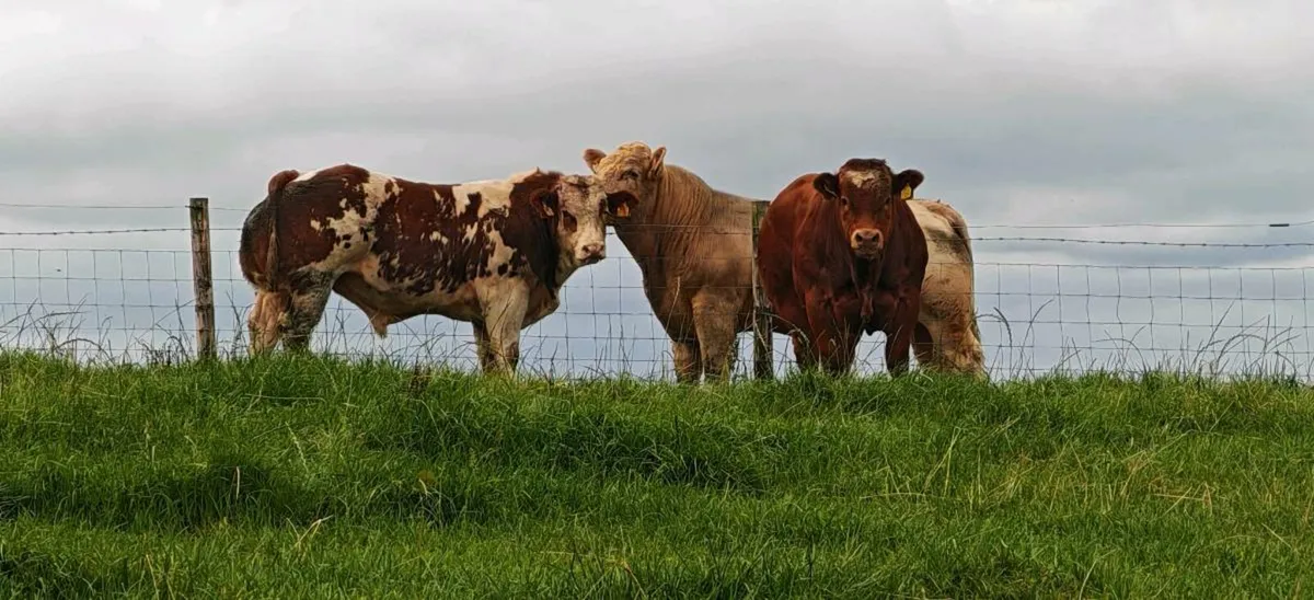 Bull Weanlings Balla Mart 9 September - Image 3
