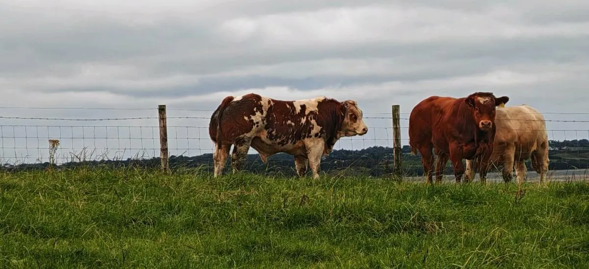 Bull Weanlings Balla Mart 9 September - Image 4