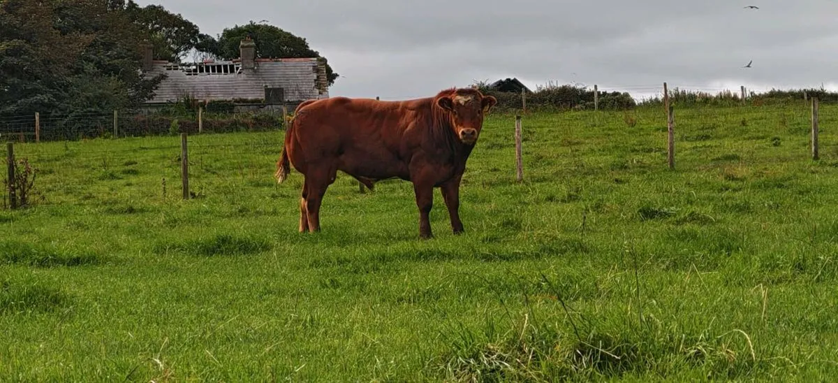 Bull Weanlings Balla Mart 9 September - Image 1
