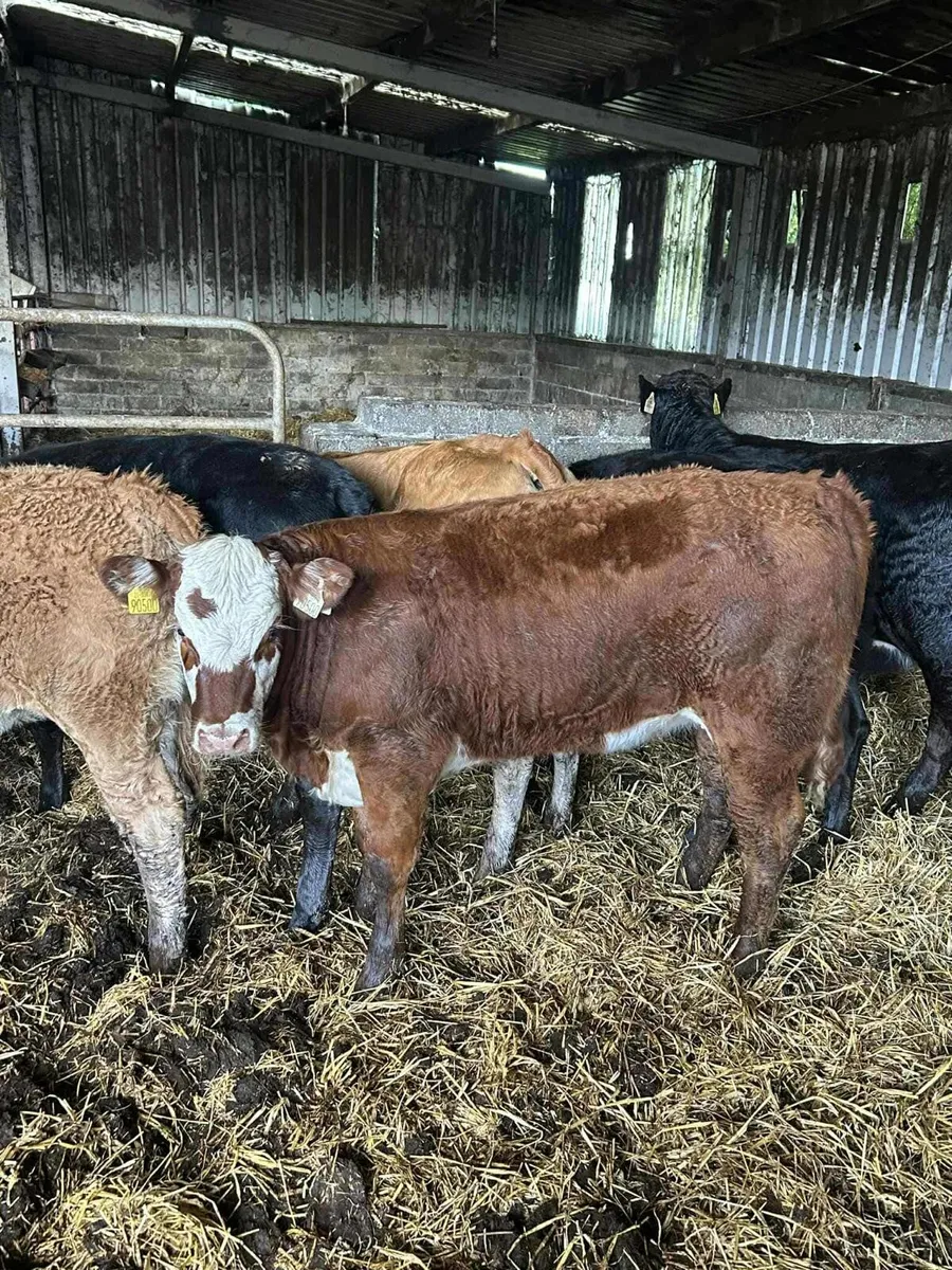 Livestock - Image 1