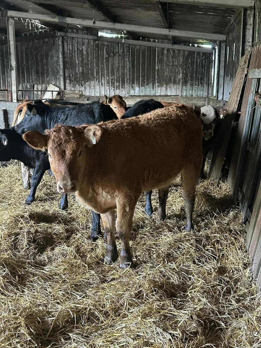 Livestock - Image 2