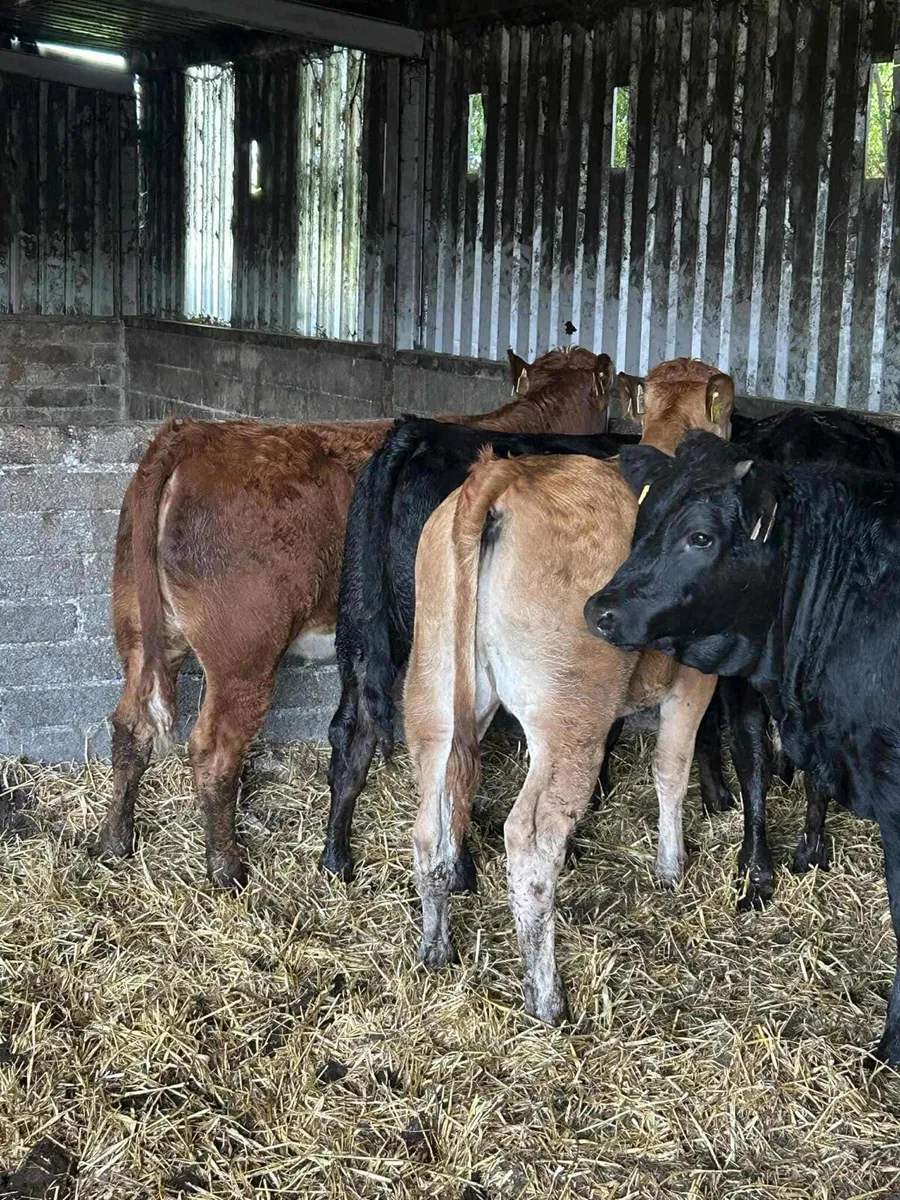 Livestock - Image 3