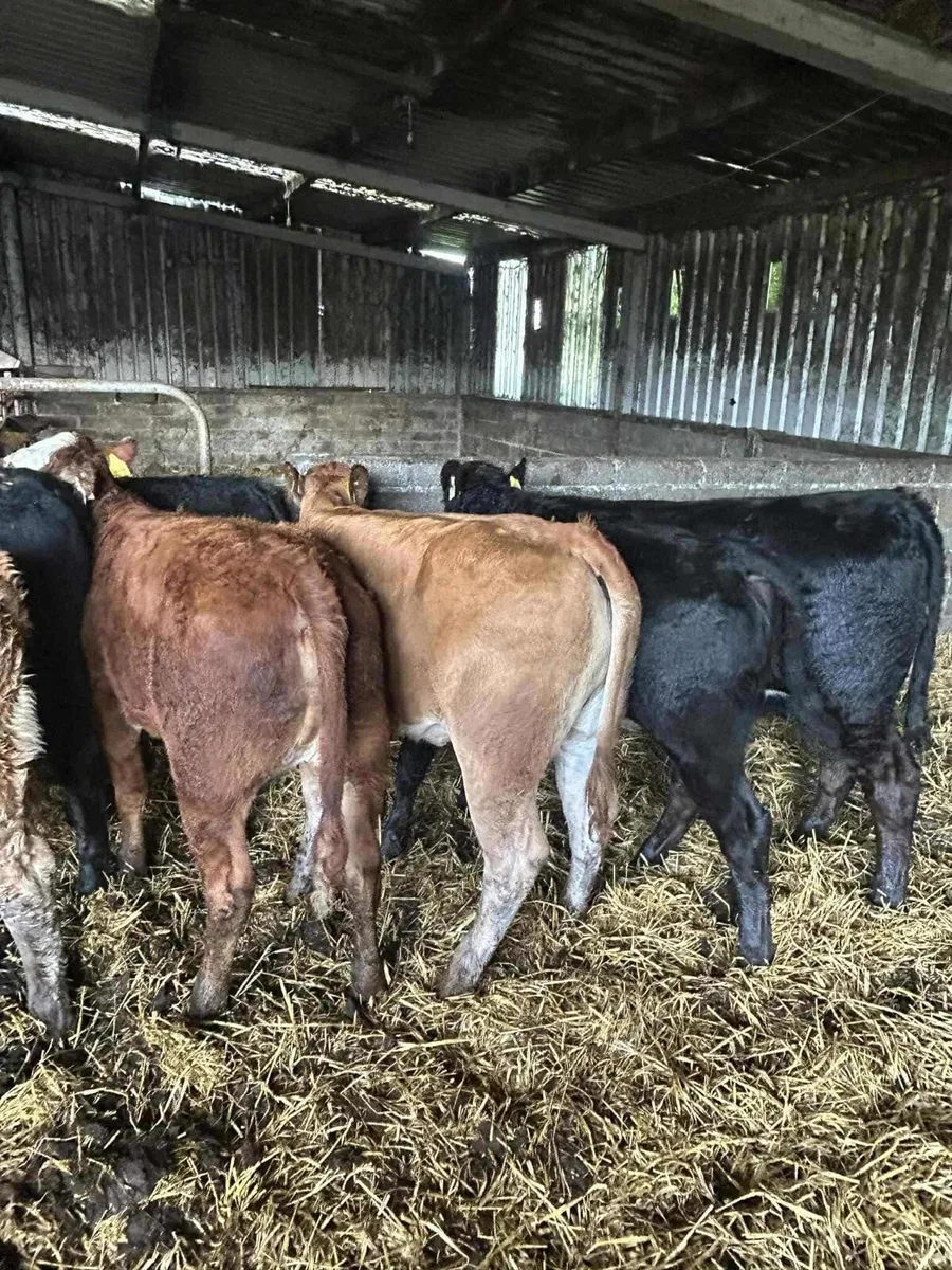 Livestock - Image 4