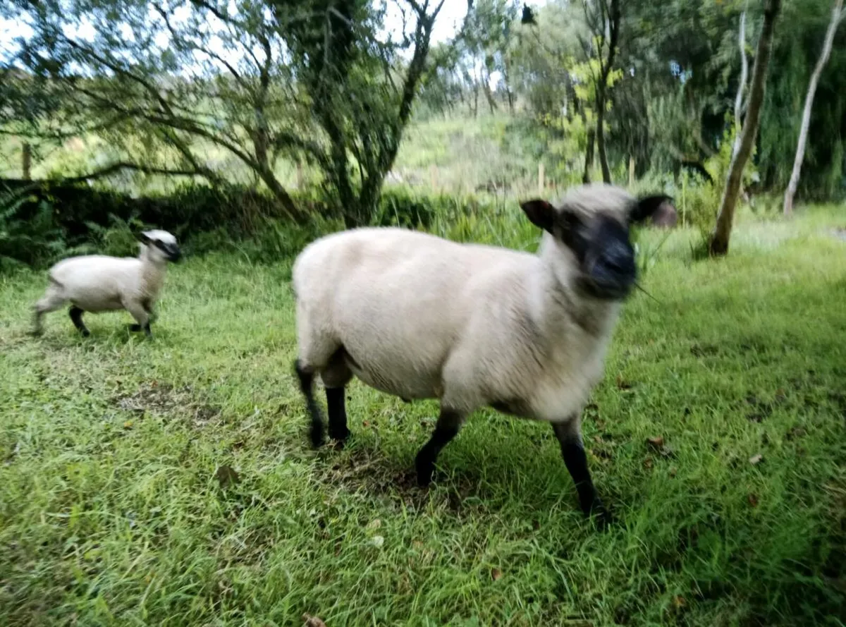 Pedigree Shropshire Ram - Image 2