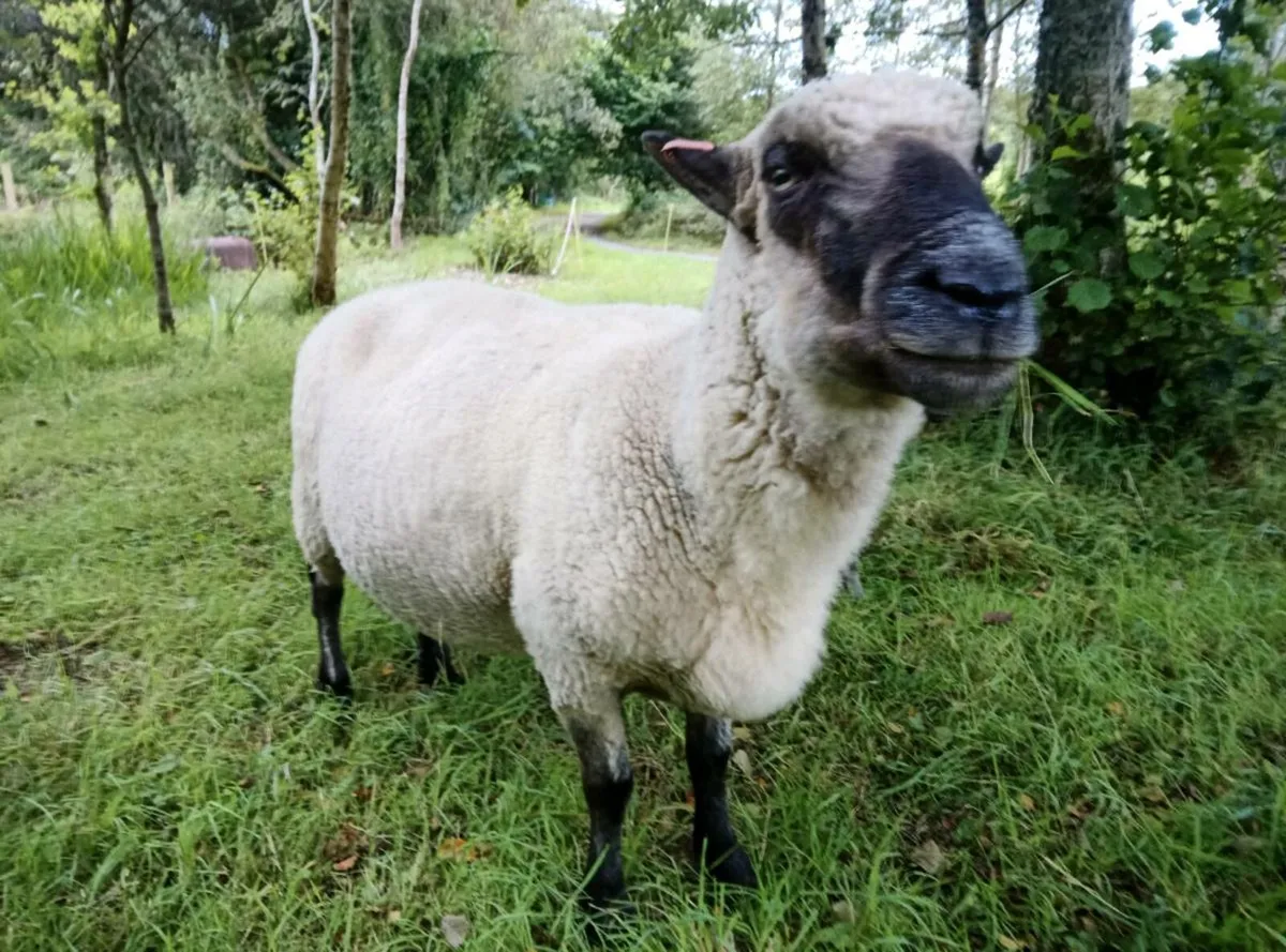 Pedigree Shropshire Ram - Image 1