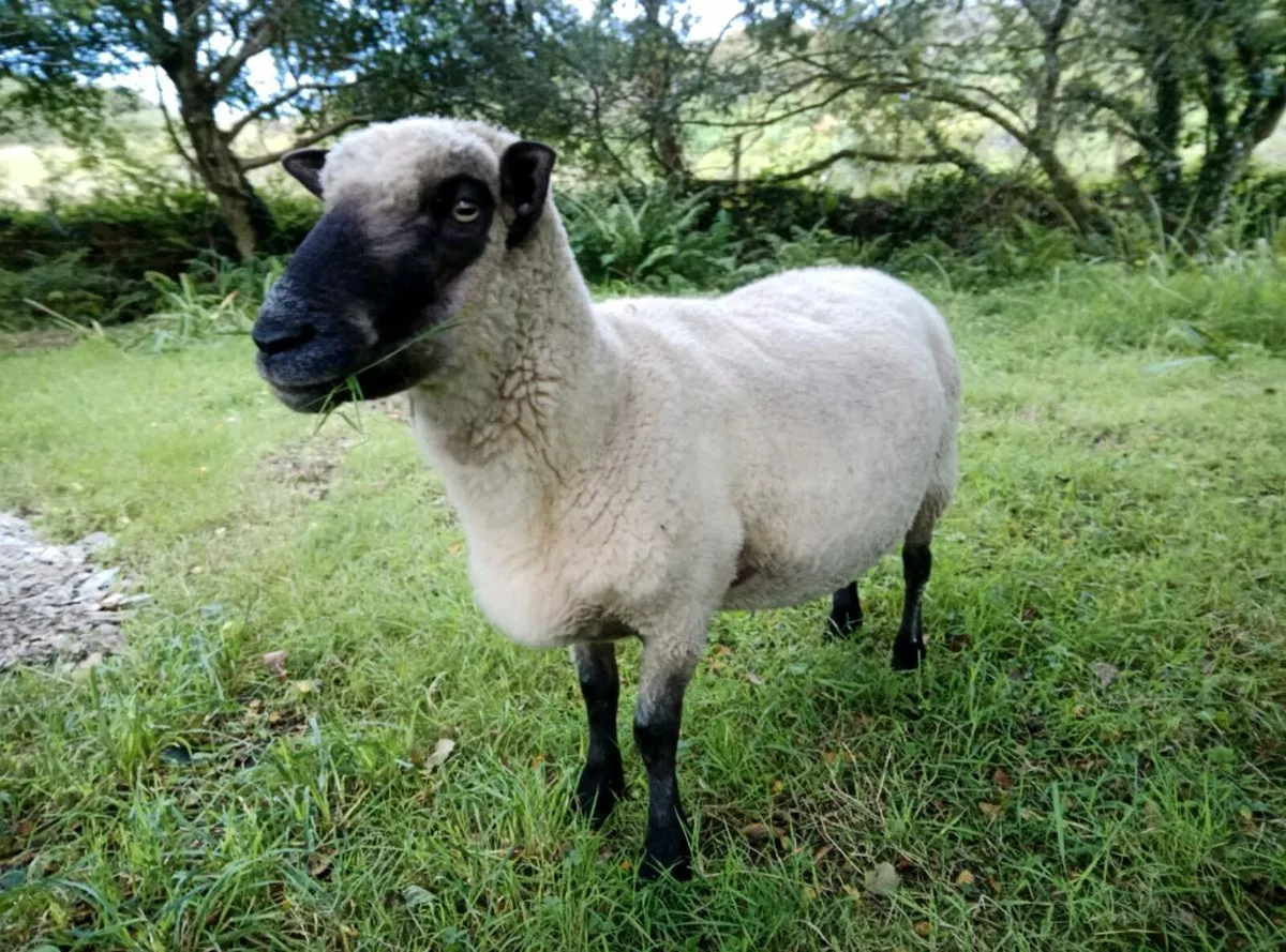 Pedigree Shropshire Ram - Image 3