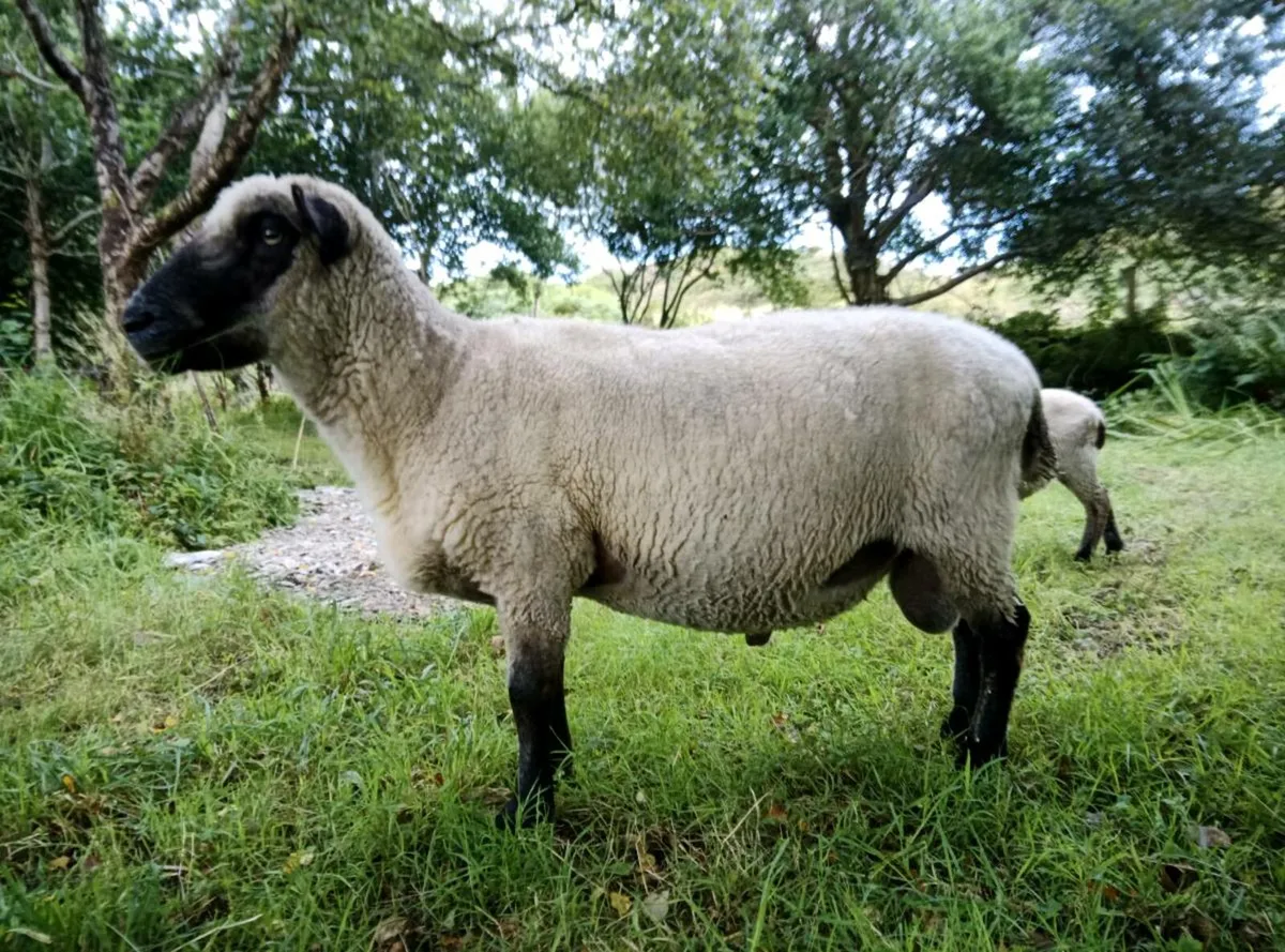 Pedigree Shropshire Ram - Image 4