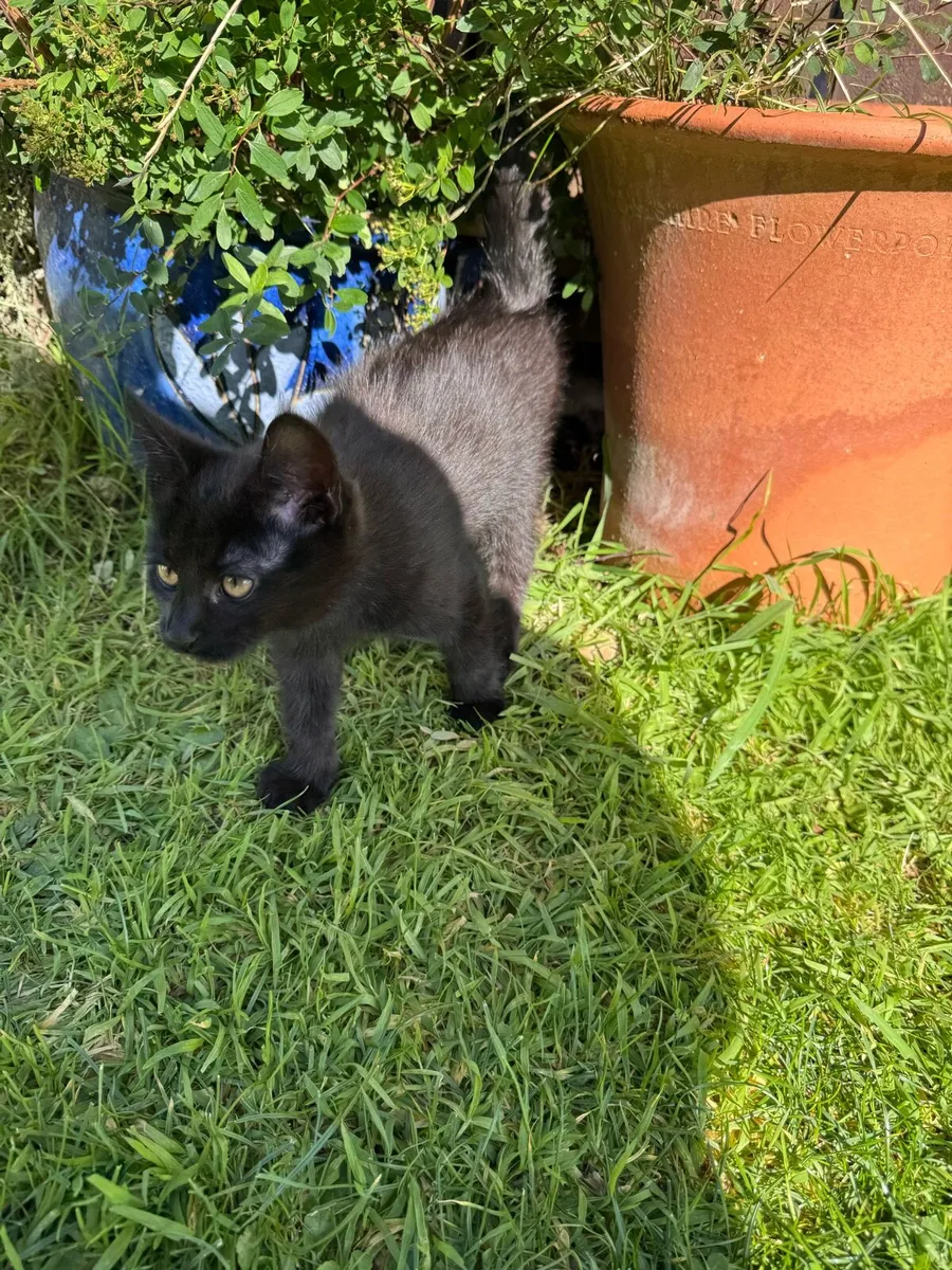 Kittens - Image 1