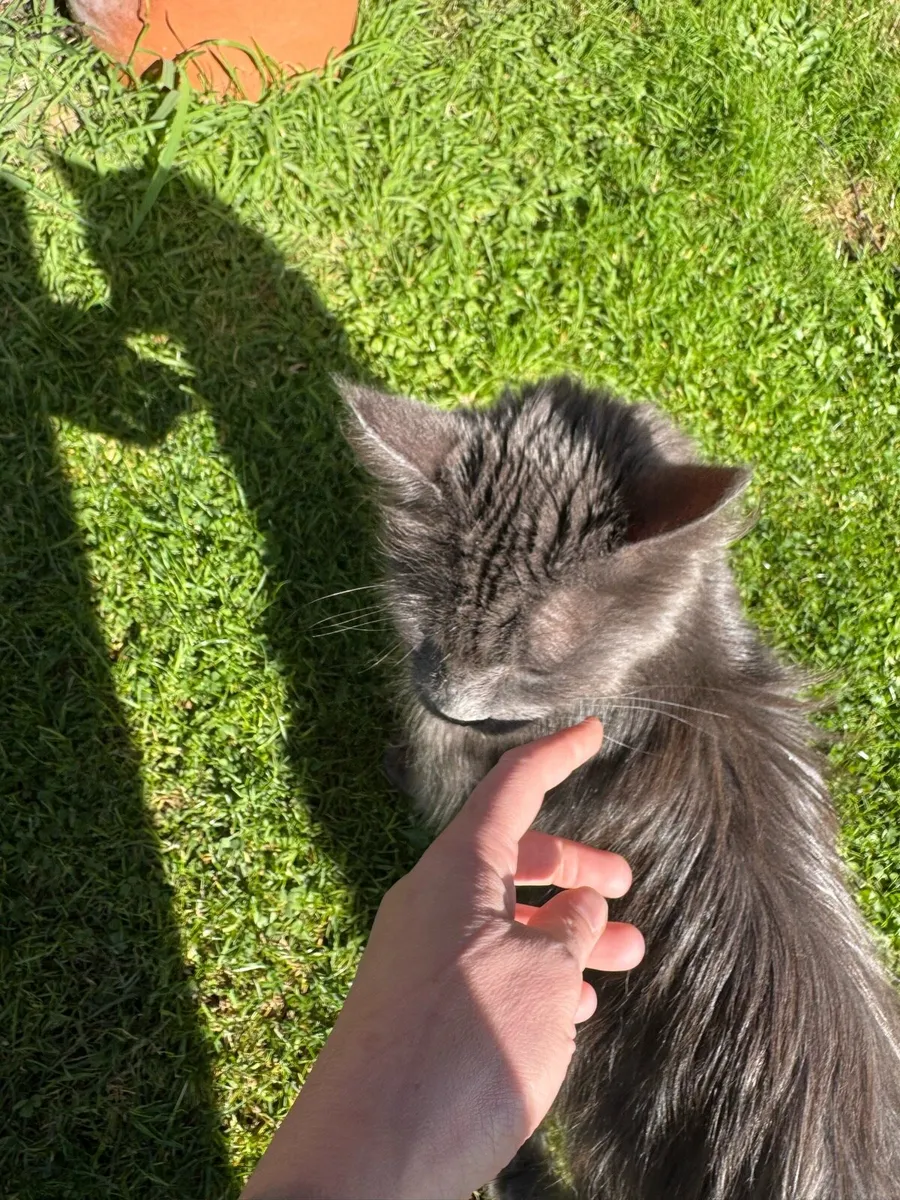 Kittens - Image 2