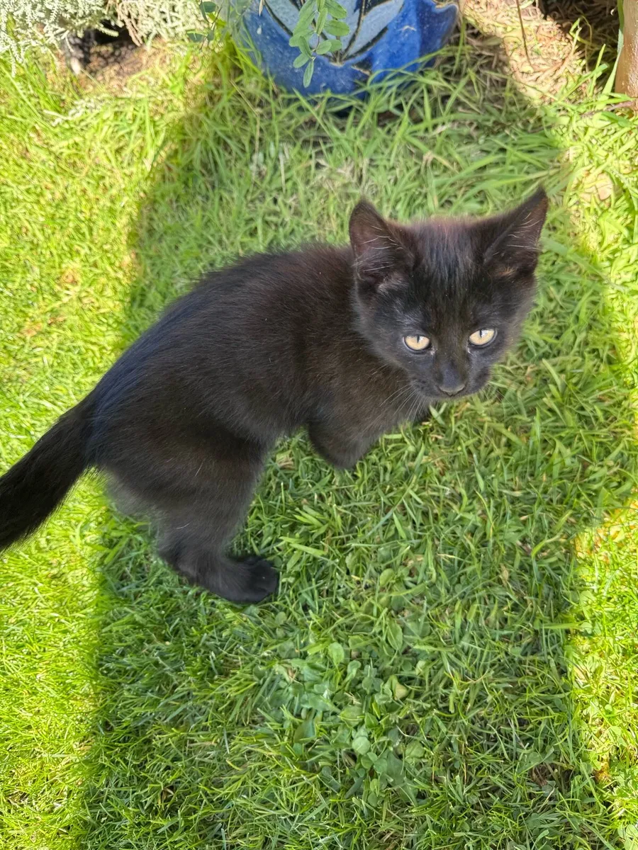 Kittens - Image 3