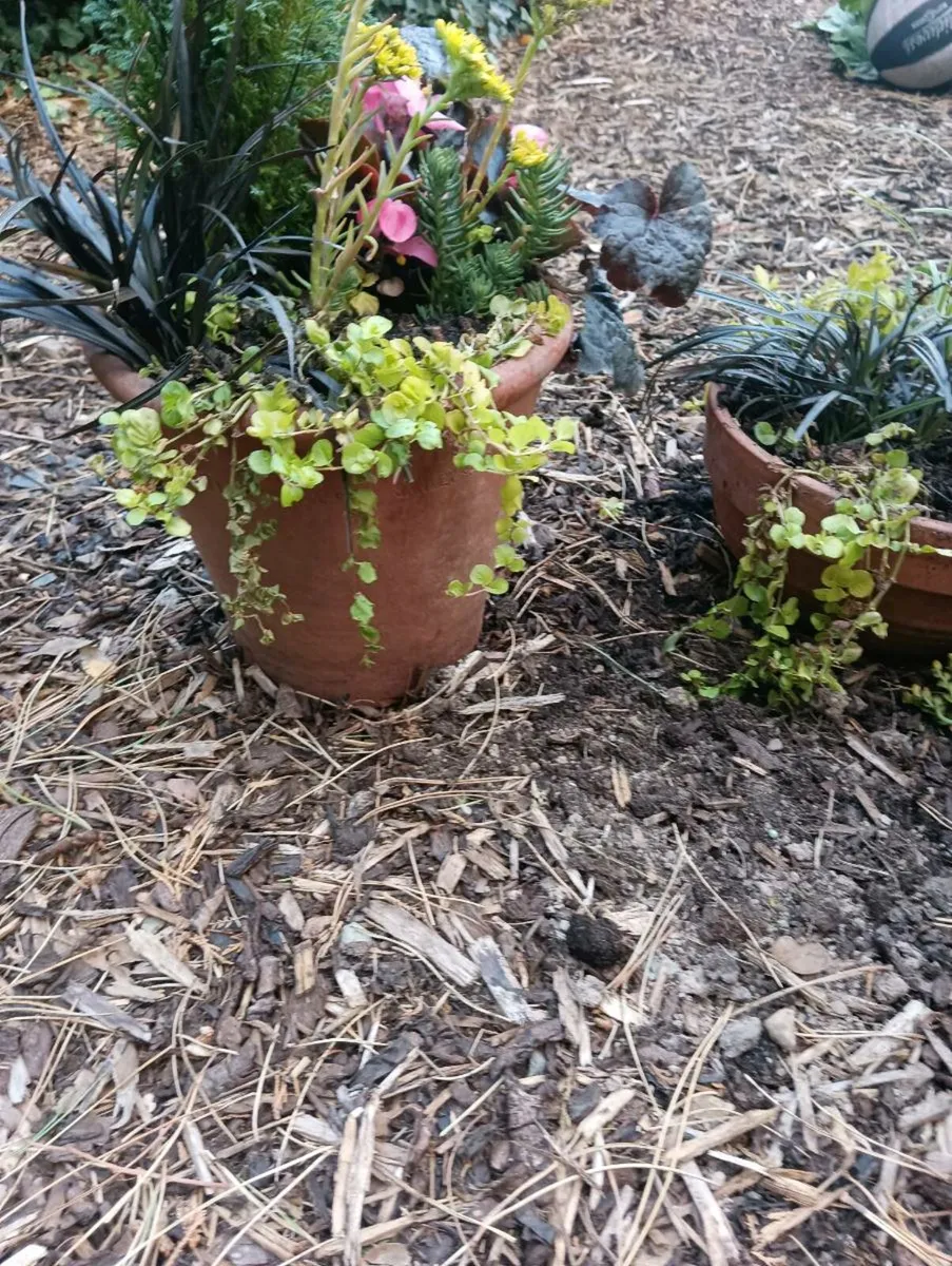 3 beautiful full terracotta pots beautiful,3for60 - Image 2
