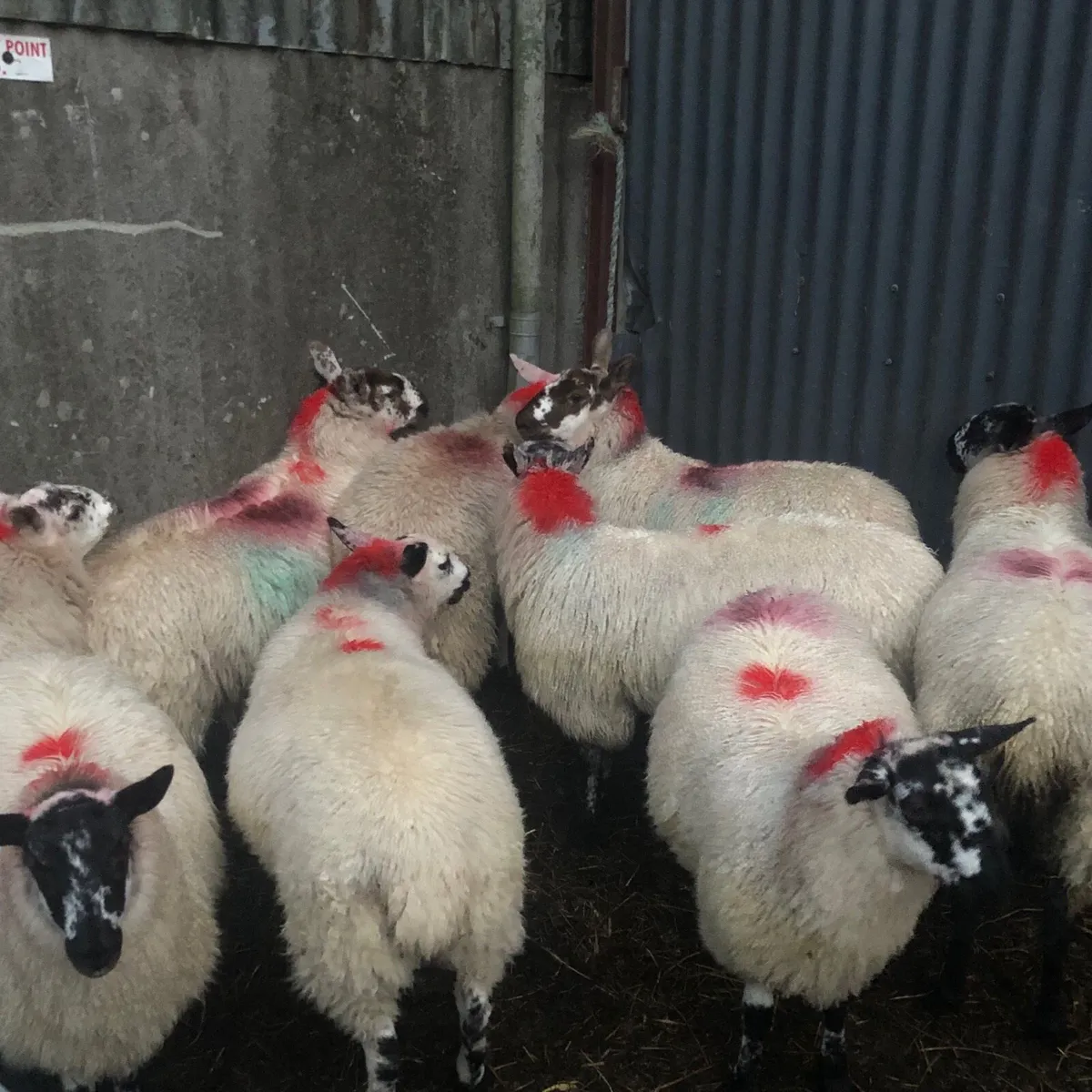 Brockie Ewe Lambs - Image 2