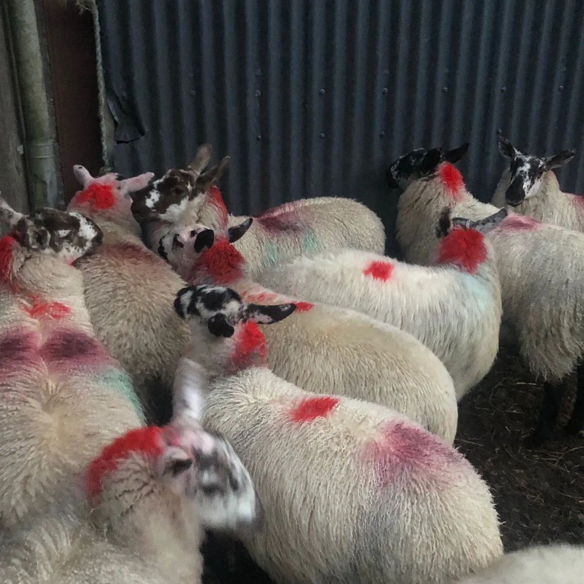 Brockie Ewe Lambs - Image 3