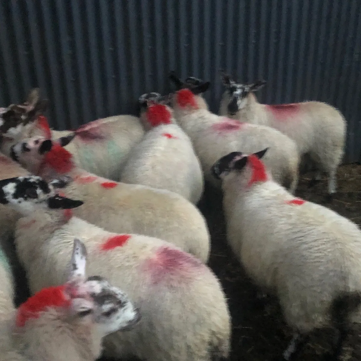 Brockie Ewe Lambs - Image 4