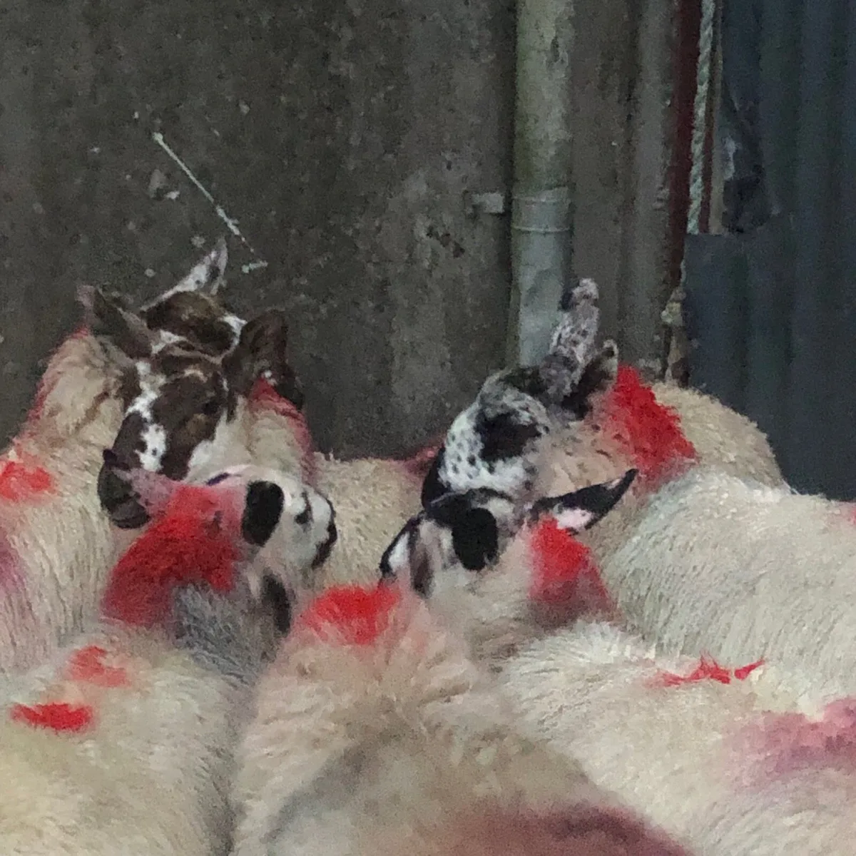 Brockie Ewe Lambs - Image 1