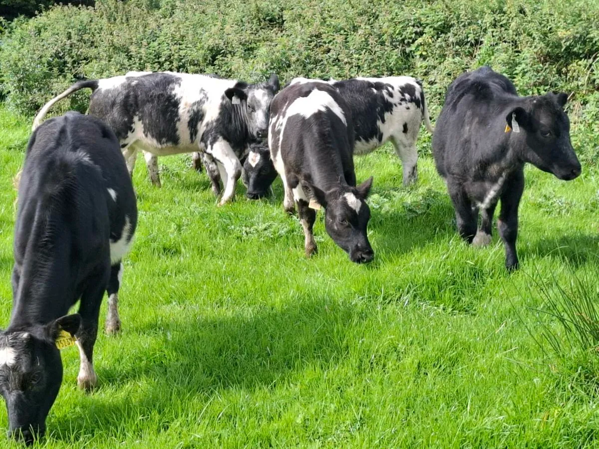Ten 5 Star Blue Heifer Weanlings - Image 1
