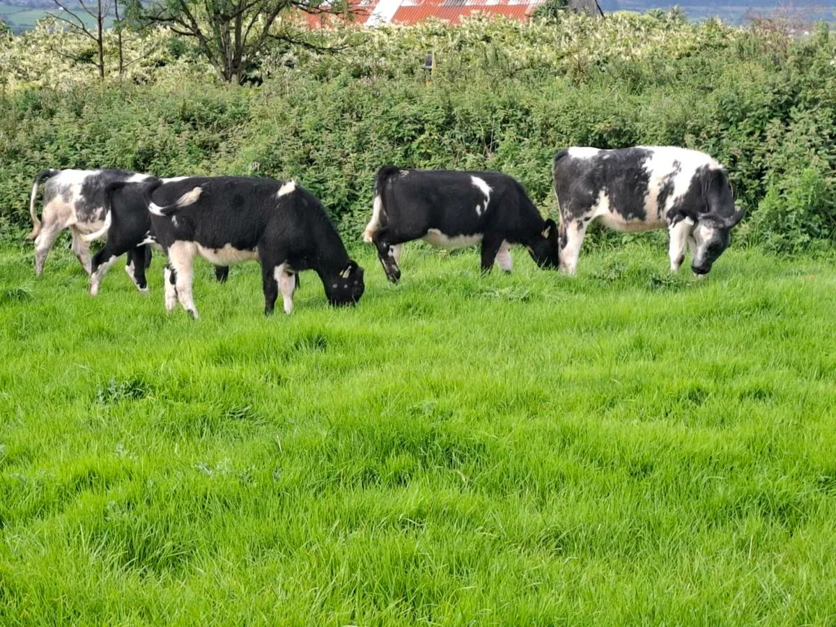 Ten 5 Star Blue Heifer Weanlings - Image 2