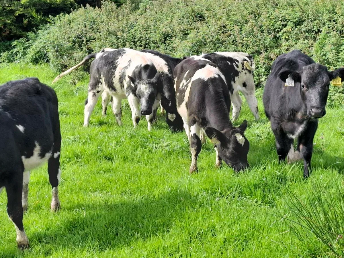 Ten 5 Star Blue Heifer Weanlings - Image 3