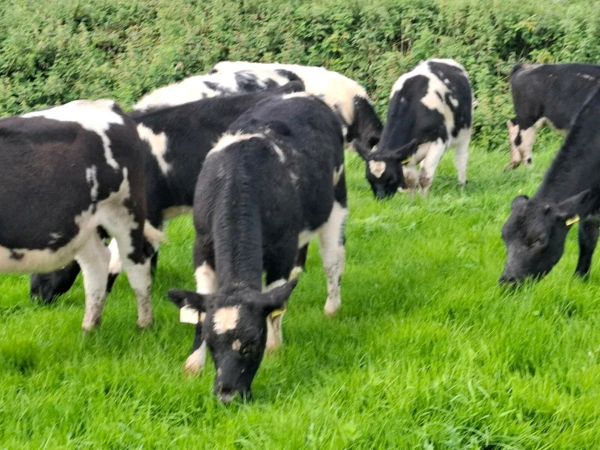 Ten 5 Star Blue Heifer Weanlings - Image 4