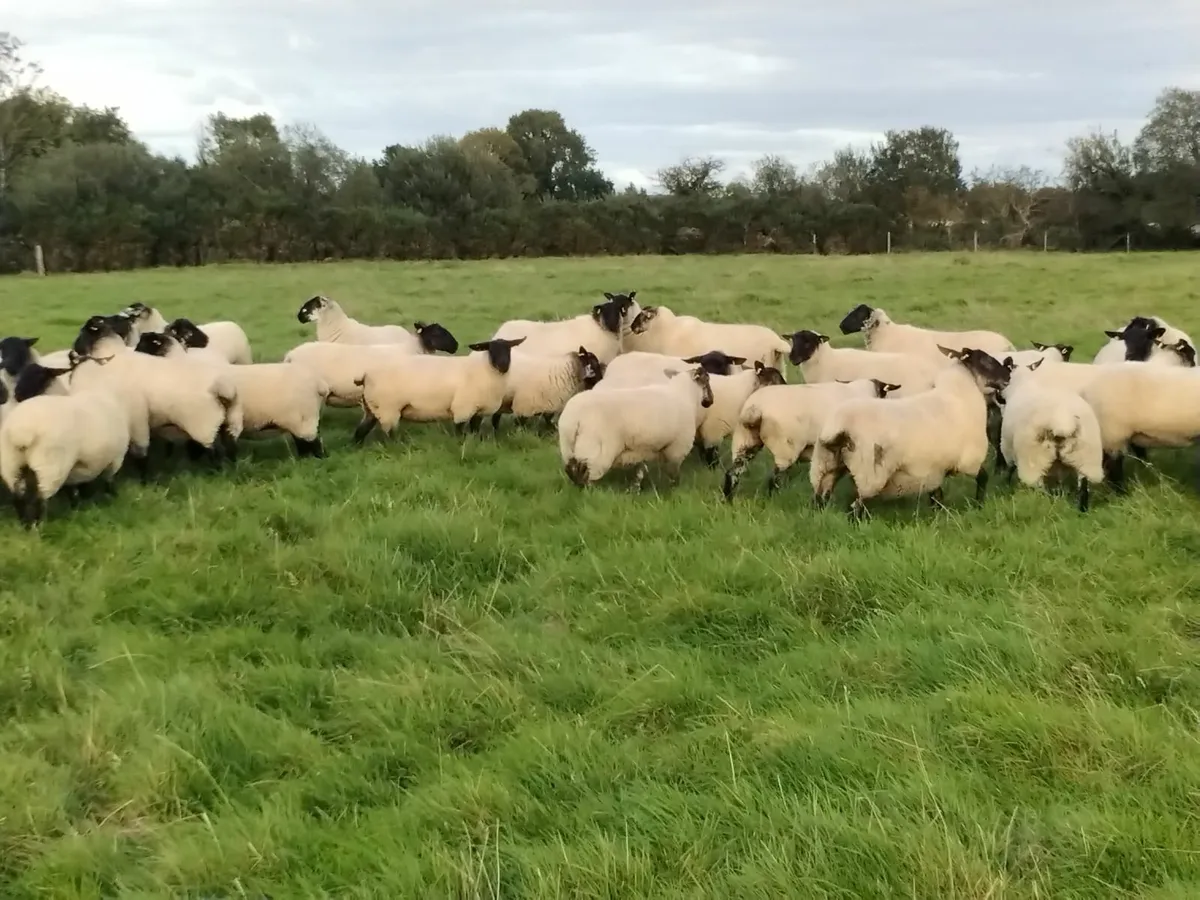 Ewe Hoggetts - Image 1