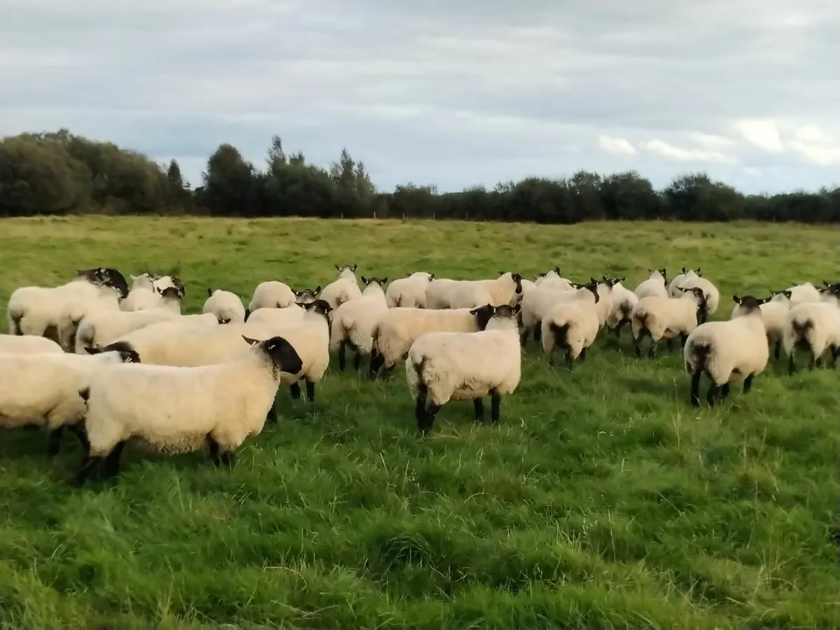 Ewe Hoggetts - Image 2